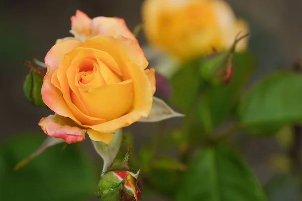 Linda flor rosa amarela no jardim de verão — Fotografia de Stock