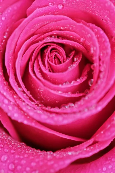 Rosa bonita aumentou no orvalho da manhã — Fotografia de Stock