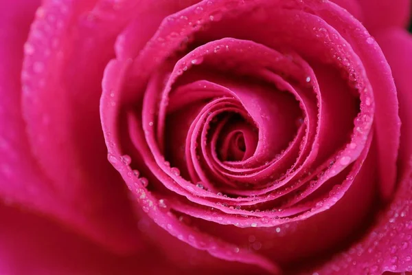 美しいピンクのバラの朝露 — ストック写真