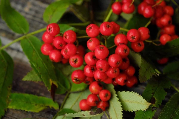 Beautiful red autumn rowan on a wooden table — Stock Photo, Image