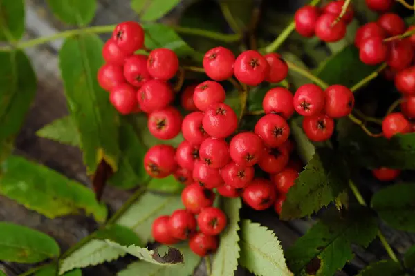 Güzel kırmızı sonbahar rowan ahşap bir masa üzerinde 