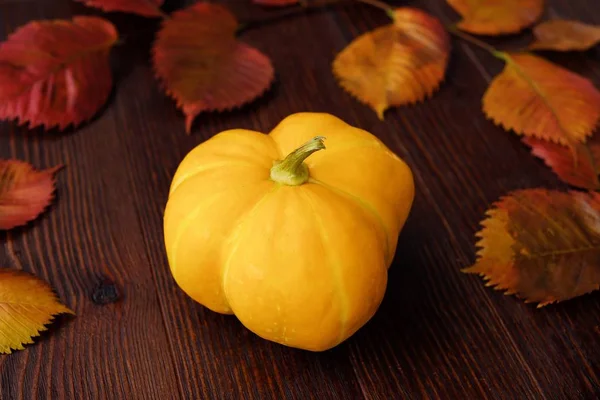 Fresh autumn vegetable squash on the table Stock Picture