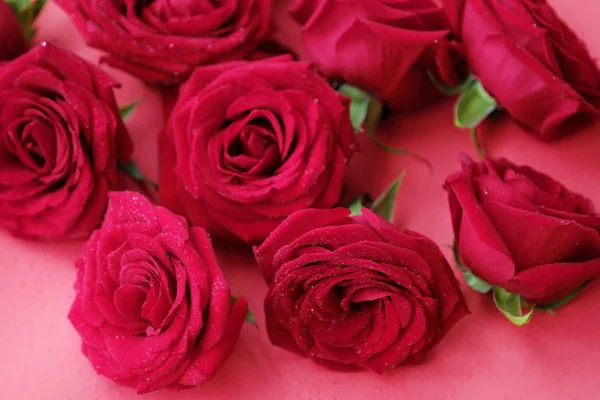 Bela rosa vermelha com gotas de orvalho pela manhã — Fotografia de Stock