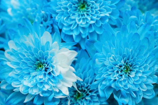 Beau chrysanthème bleu avec vue sur les pétales blancs — Photo