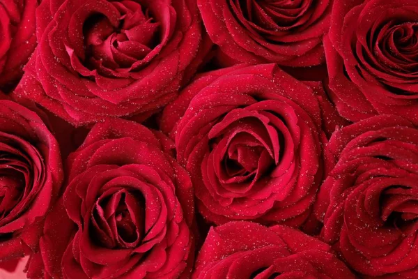 朝の露の滴で美しい赤いバラ — ストック写真