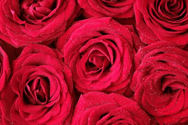 朝の露の滴で美しい赤いバラ — ストック写真