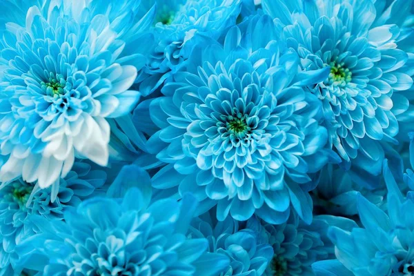 Beau chrysanthème bleu avec vue sur les pétales blancs — Photo