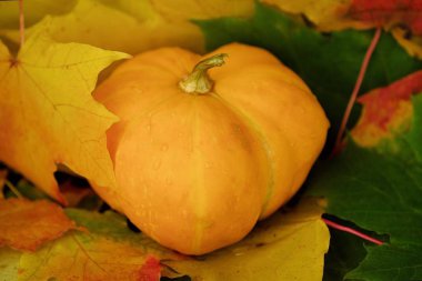 Sonbahar yaprakları ve kabak ile güzel gri ahşap arka plan