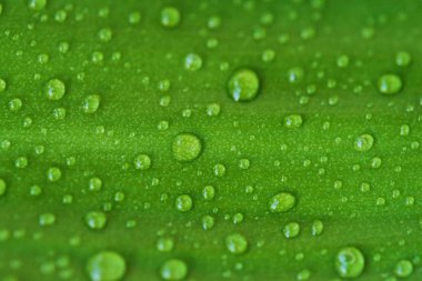 Güzel manzara ile çiğ yeşil eğreltiotu yaprakları  