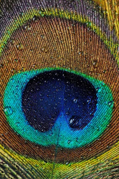 非常に美しい景色背景色鮮やかな孔雀の羽 — ストック写真