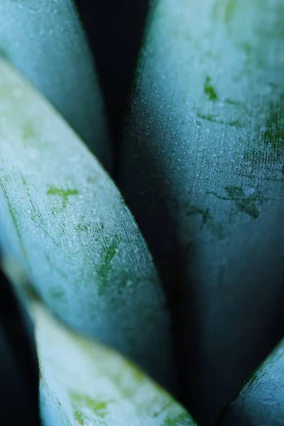 パイナップルの美しい緑を葉します。 — ストック写真