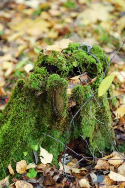 Ormandaki yeşil yosun ile ağaç kütüğü 