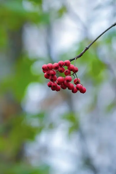 Beautiful red Rowan tree autumn in the forest — Stock Photo, Image