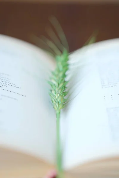 Bellissimo libro e un'erba verde sul tavolo — Foto Stock