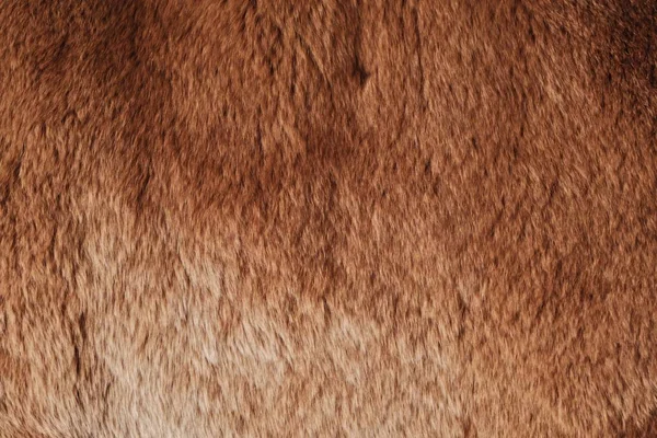 Beautiful redhead fur Rex rabbit for clothing — Stock Photo, Image