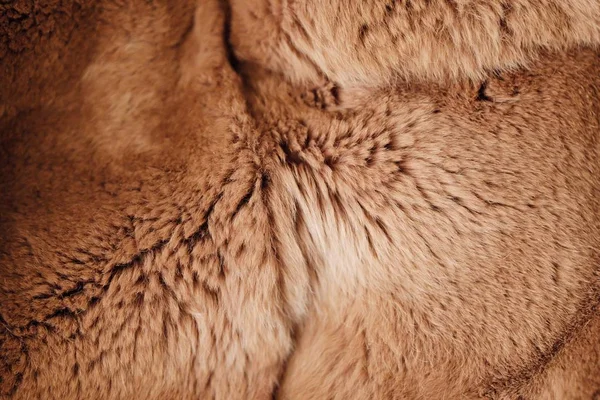 Bela pele ruiva Rex coelho para roupas — Fotografia de Stock