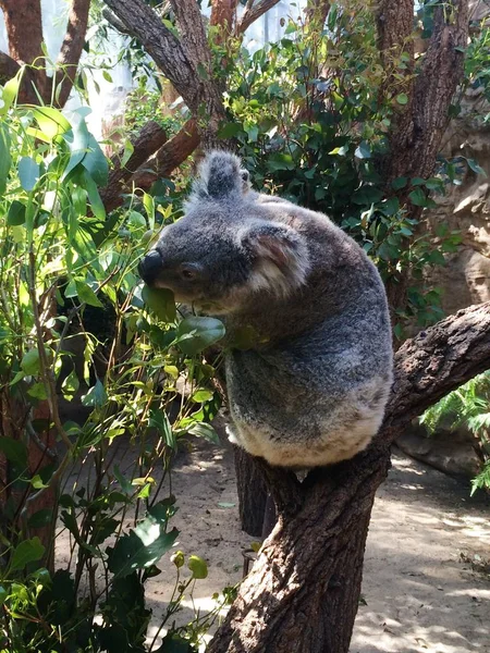 Zabawna Mała Koala Drzewie Zoo — Zdjęcie stockowe