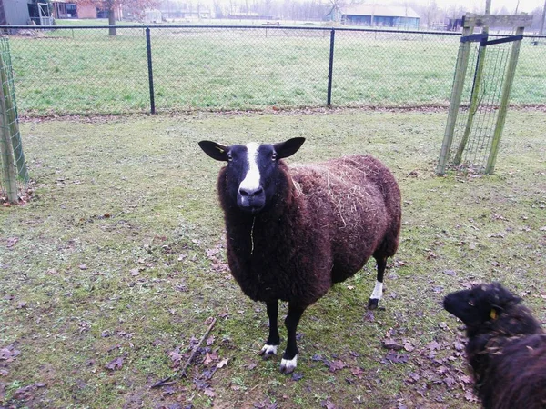 Drôle Mouton Noir Sur Prairie Dans Herbe — Photo