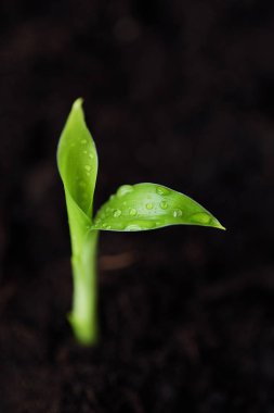 Bir çiçek yerdeki yeşil Filiz 