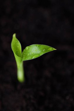 Bir çiçek yerdeki yeşil Filiz 