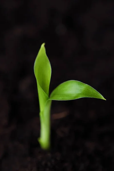 Germe Vert Une Fleur Dans Sol — Photo