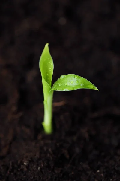 Germoglio Verde Fiore Nel Terreno — Foto Stock