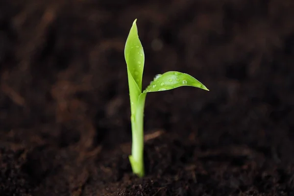 Brote Verde Una Flor Suelo — Foto de Stock