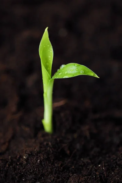 Brote Verde Una Flor Suelo — Foto de Stock