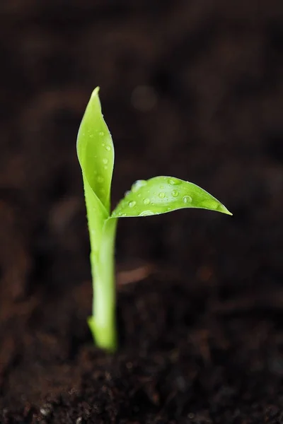 Groene Stronk Van Een Bloem Grond — Stockfoto