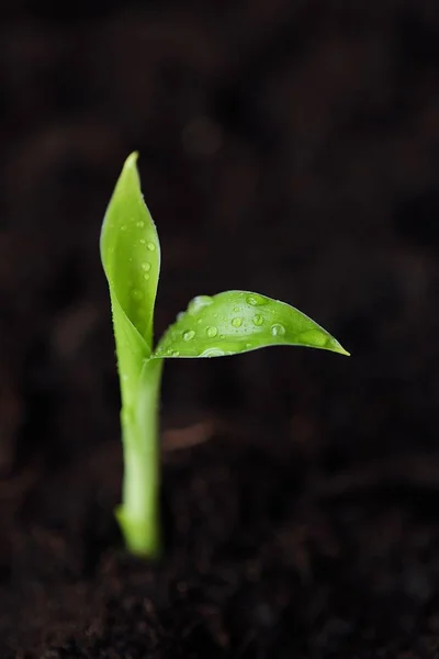 Brote Verde Una Flor Suelo — Foto de Stock