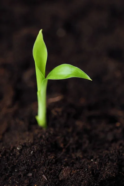 Brote Verde Una Flor Suelo — Foto de Stock