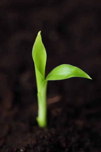 Brote Verde Una Flor Suelo — Foto de Stock