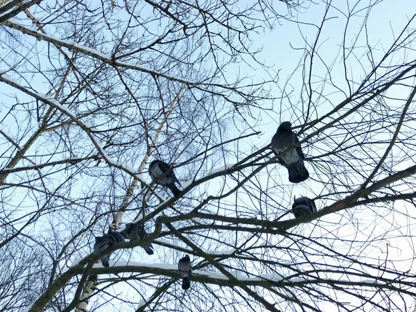 Pombos Cinzentos Uma Árvore Manhã Inverno — Fotografia de Stock