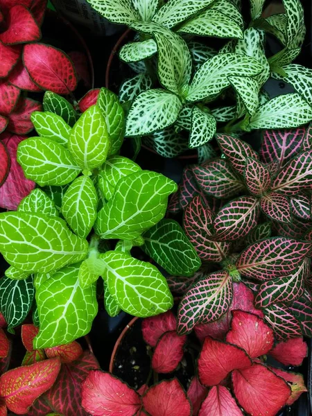 Yeşil ve pembe çiçekler tencere piyasada 