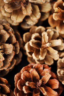 Güzel kahverengi kozalaklar ve kış arka plan 