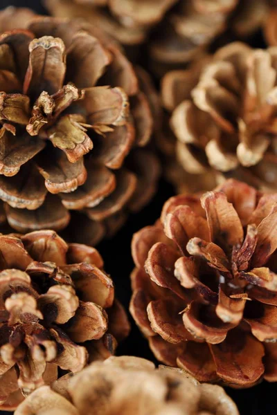 Beautiful Pine Brown Cones Winter Background Stock Picture