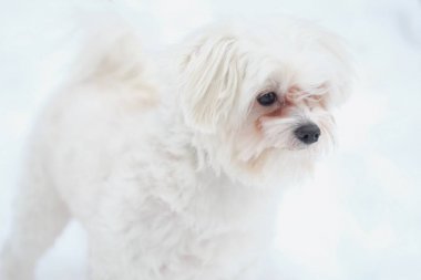 Kış sokak İtalyan Malta köpeği karda 