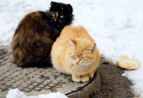 Schöne Katzen Schwarz Und Foxy Farbe Auf Der Straße Winter — Stockfoto