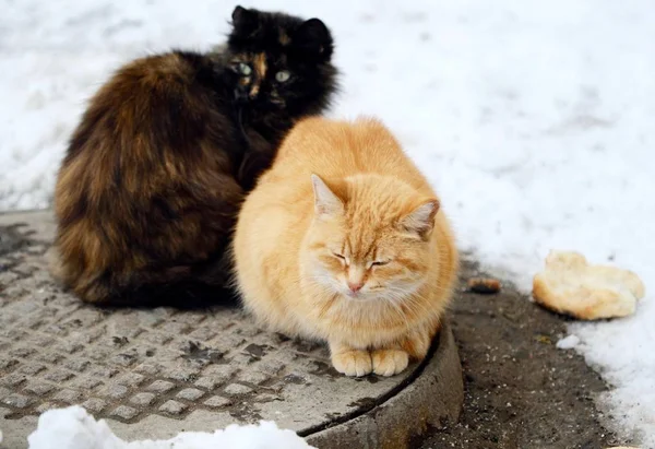 Bellissimi Gatti Neri Foxy Colore Sulla Strada Inverno — Foto Stock