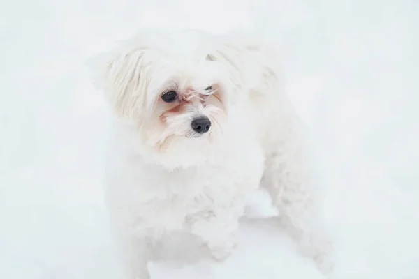 意大利马耳他狗在冬天街道在雪 — 图库照片