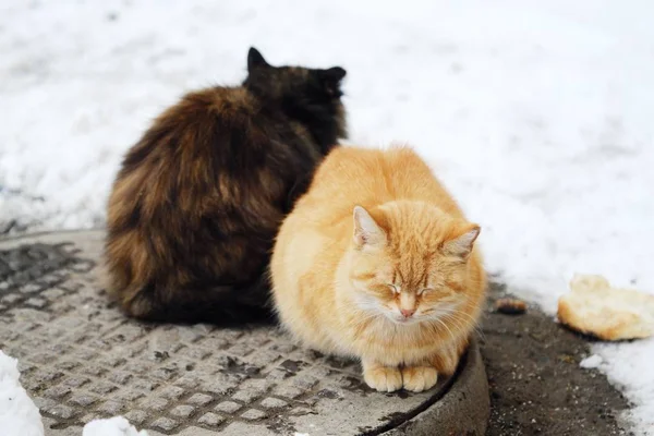 冬の路上の美しい猫黒でセクシーなカラー — ストック写真