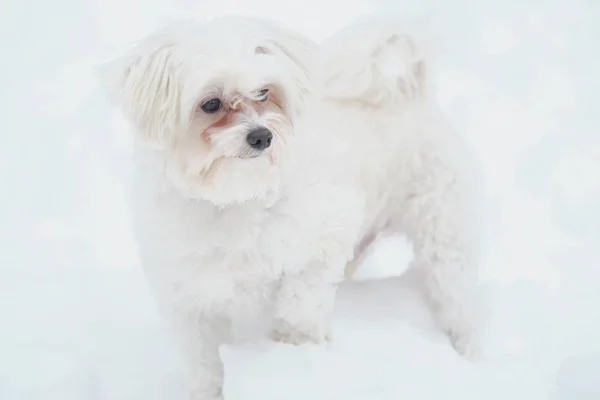 Włoski Maltański Psa Ulicy Zima Śniegu — Zdjęcie stockowe