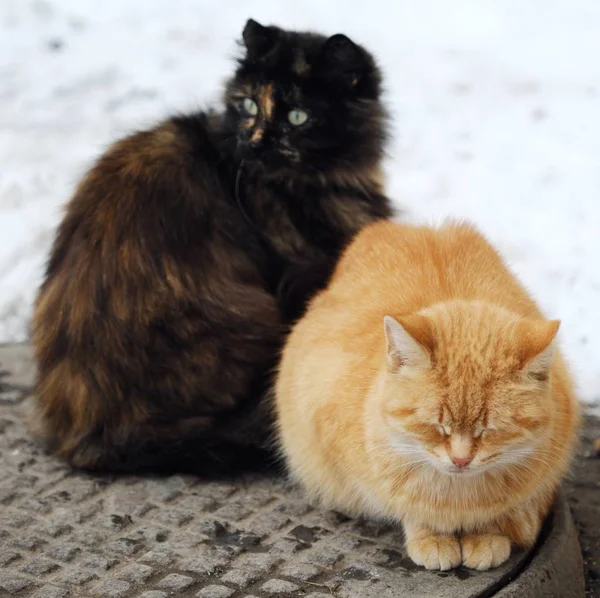 Gatos Bonitos Preto Cor Foxy Rua Inverno — Fotografia de Stock