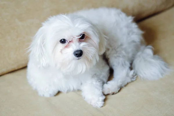 Talyan Malta Evde Kanepede Köpek — Stok fotoğraf