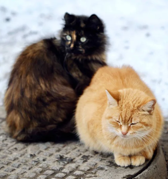 Beautiful Cats Black Foxy Color Street Winter — Stock Photo, Image