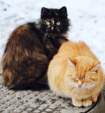 Güzel kedi siyah ve foxy renk kış sokakta 