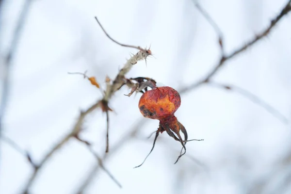 Baies Rouges Avec Épines Sur Fond Hiver — Photo