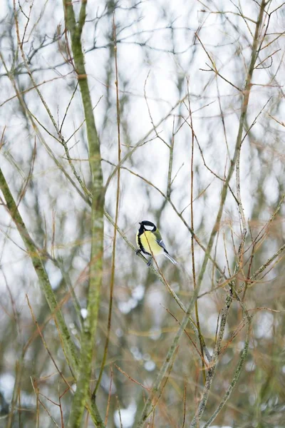 冬树枝上的美丽鸟 — 图库照片