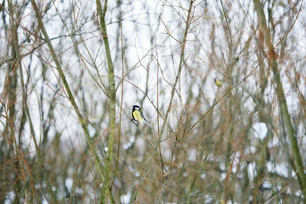 Bir Ağaç Dalı Kışın Güzel Kuş — Stok fotoğraf