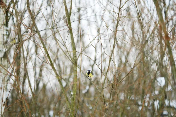 Beautiful Bird Tree Branch Winter — Stock Photo, Image